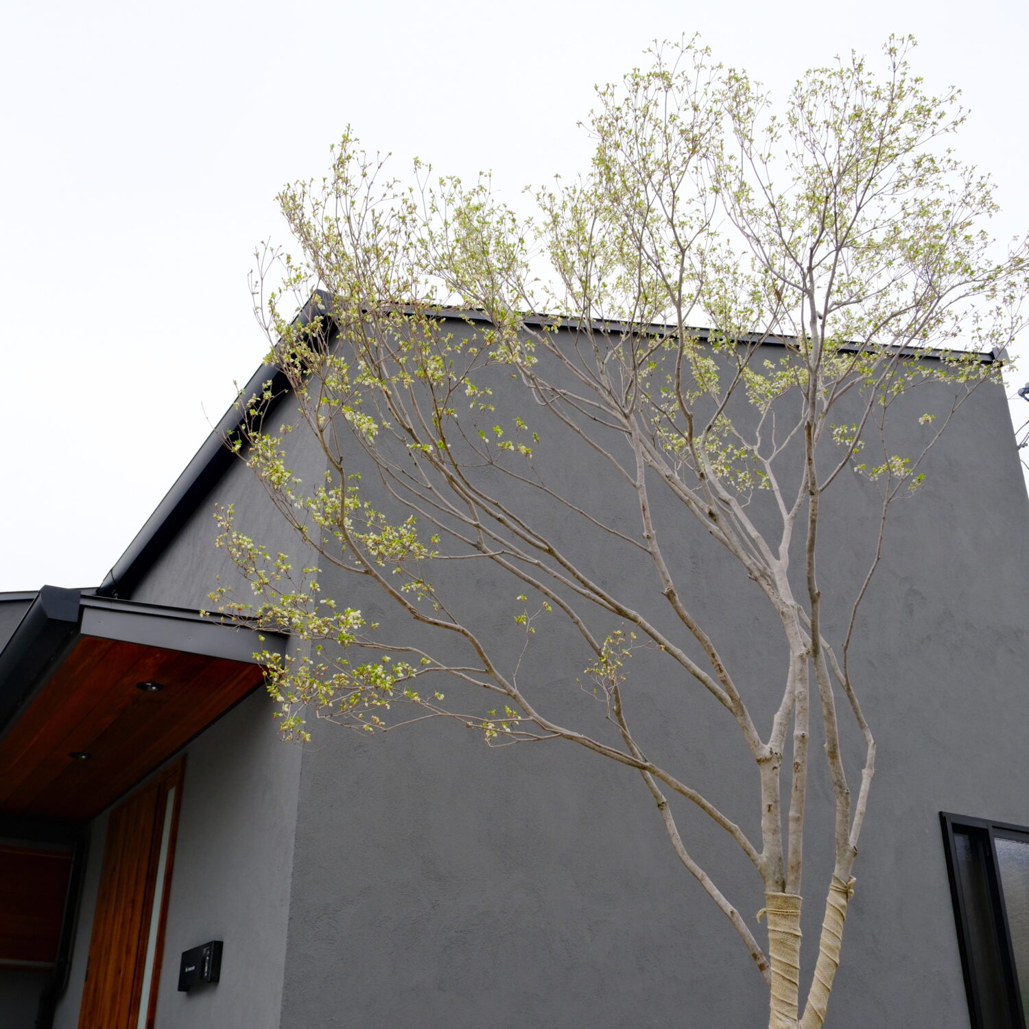 ドウダンツツジ