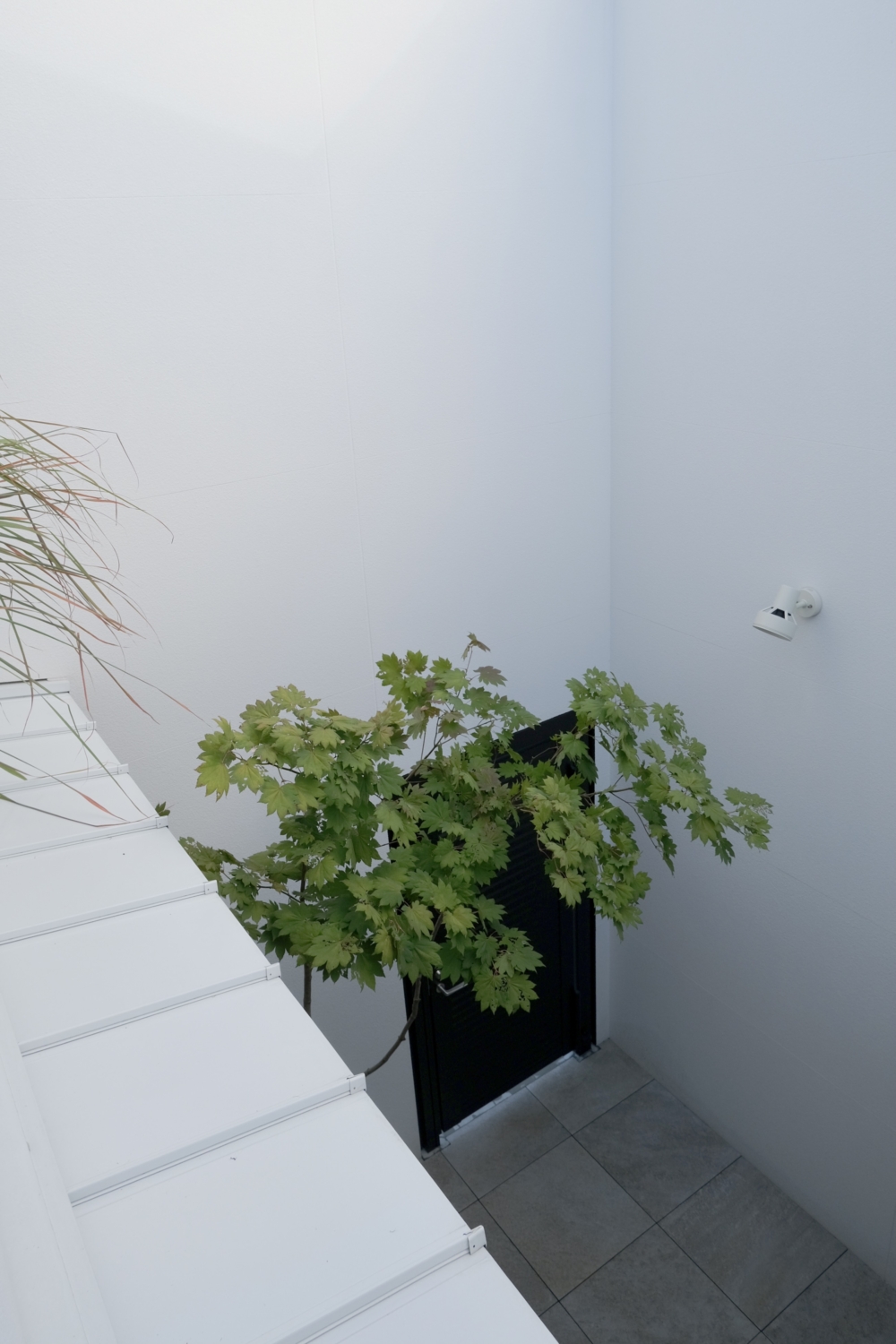 大阪 インナーテラス ガーデン コハウチワカエデ