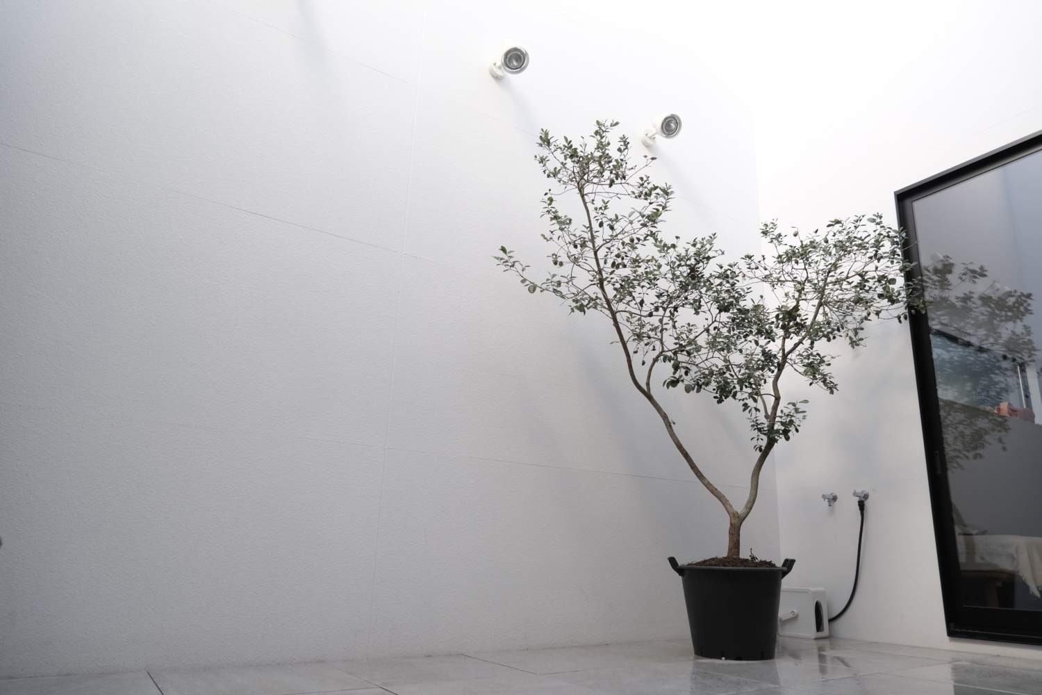 大阪 インナーテラス ガーデン フェイジョア