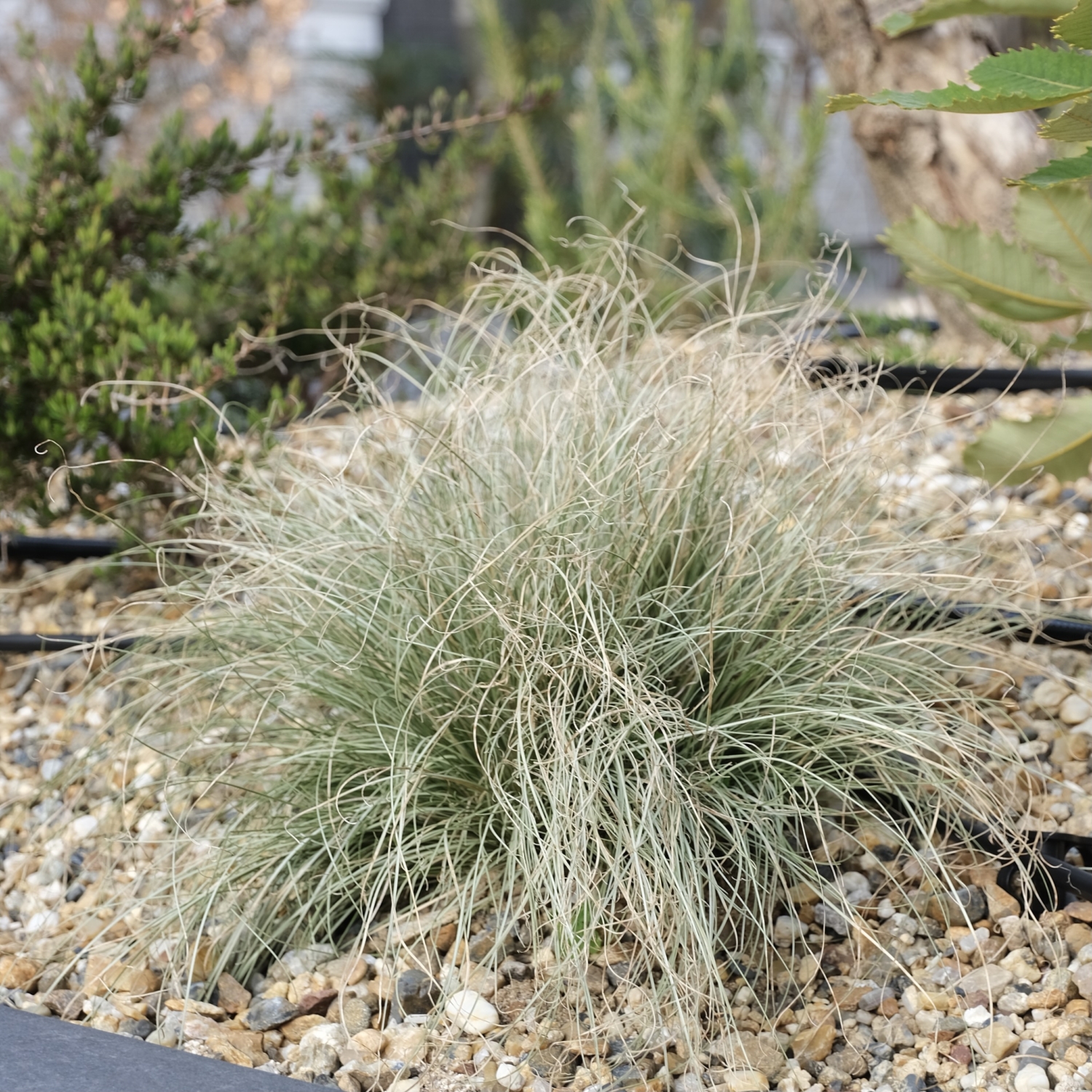 カレックス/Carex