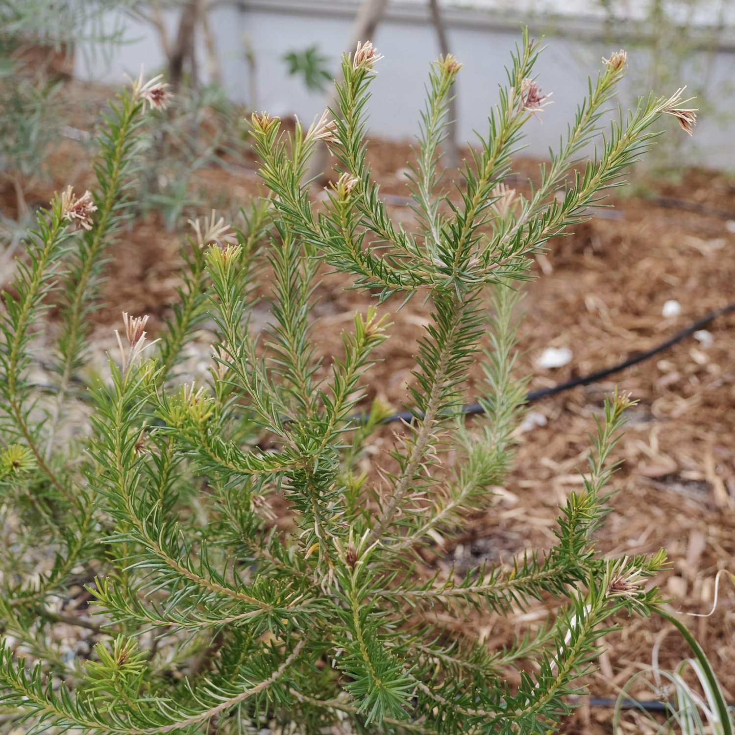ヒース バンクシア/Banksia ericifolia