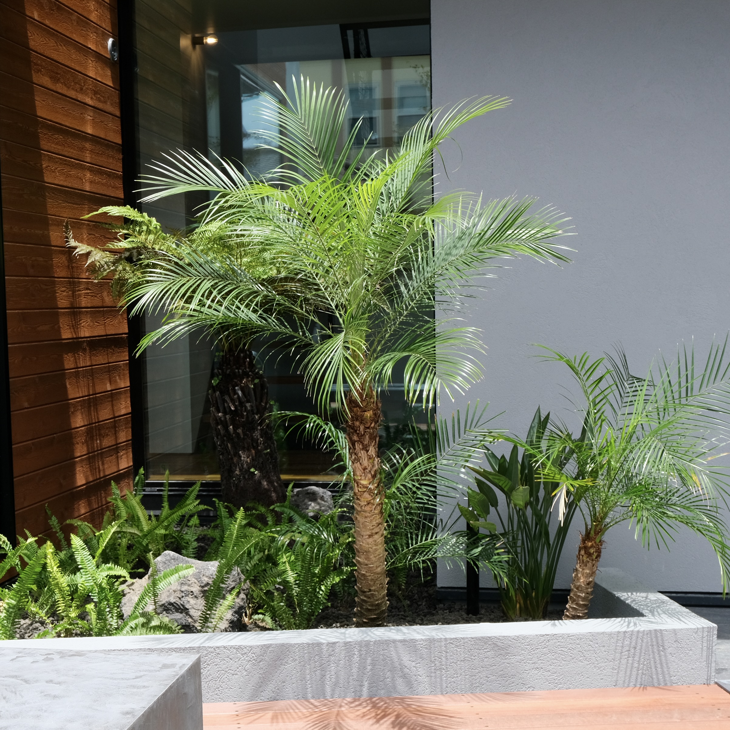 フェニックス ロベレニーが入荷しております。 | ブログ | 愛知の植物販売ならT Plants Labo