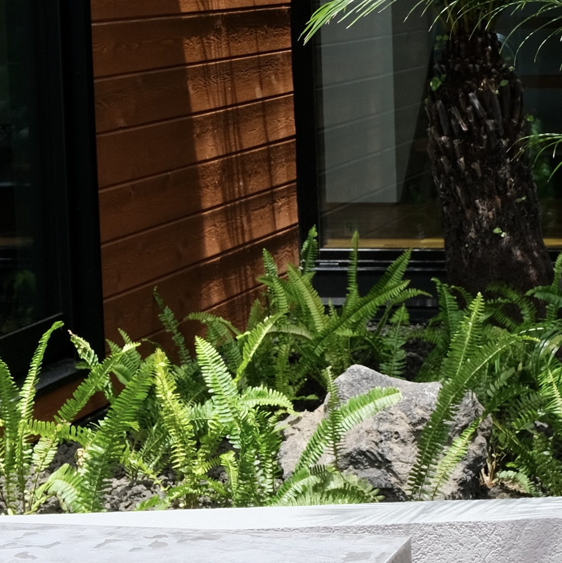 タマシダ/Nephrolepis cordifolia
