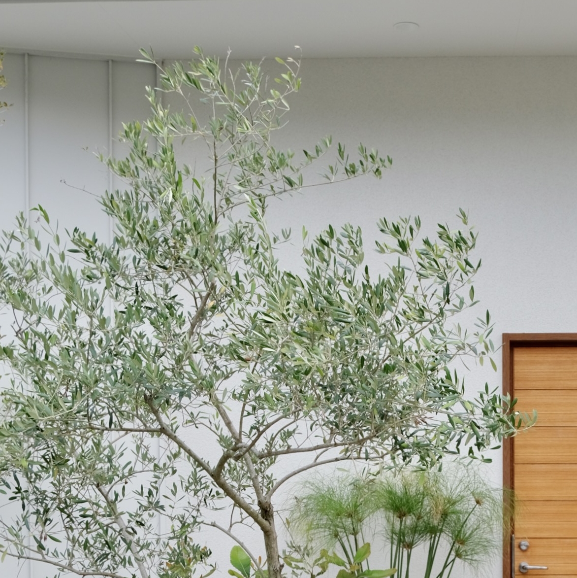 オリーブ/Olea europaea
