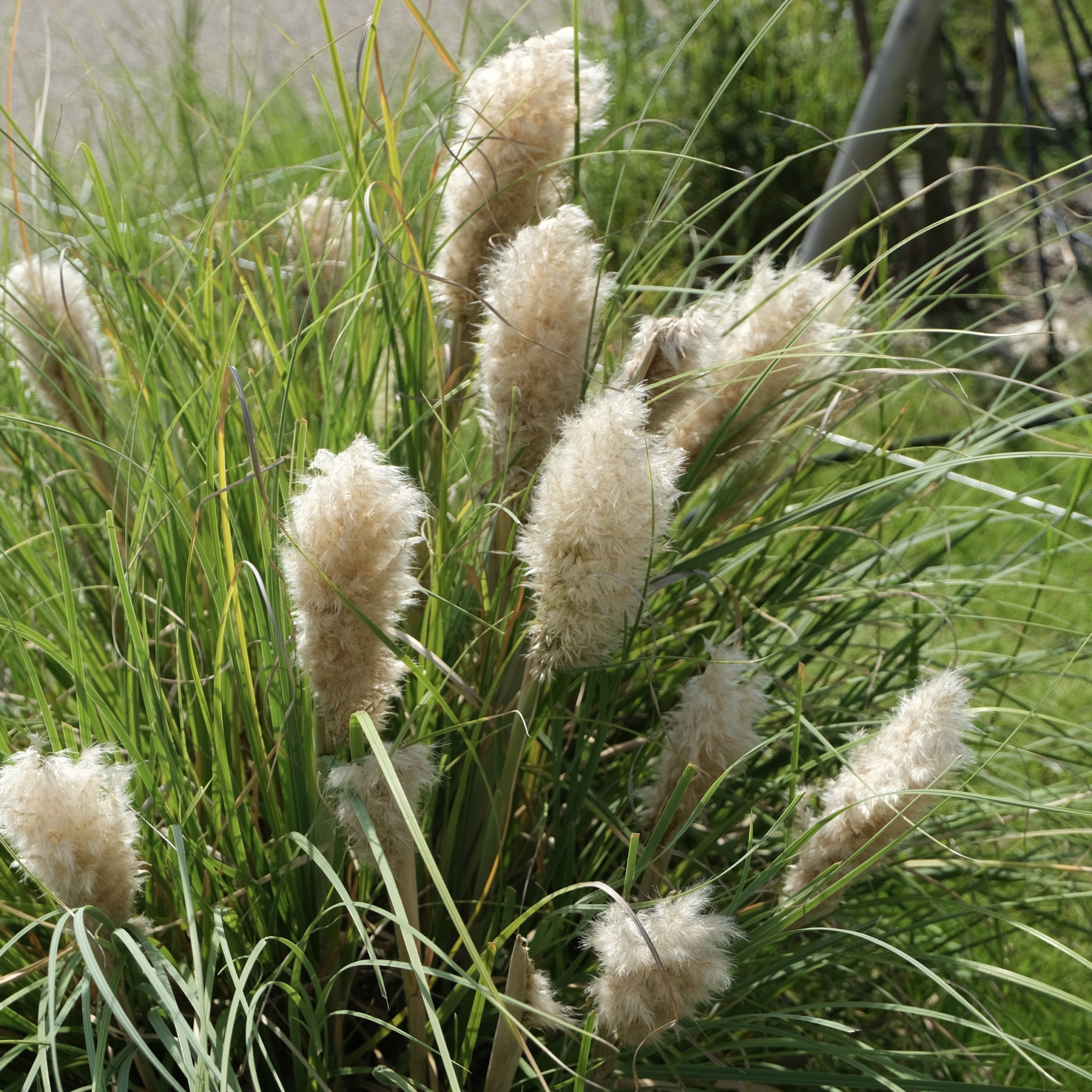 バンクシアコースト /B3 バンクシア コースト/Banksia integrifolia - the ROOTs design