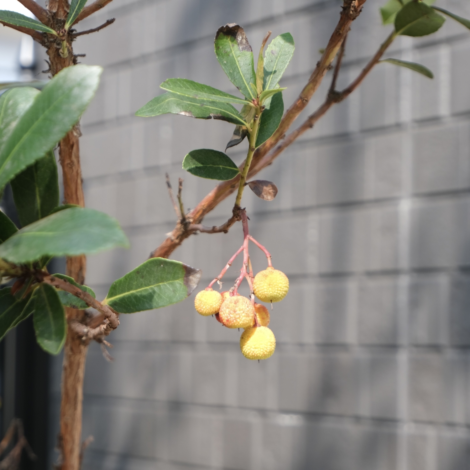 ヒメイチゴ/Arbutus unedo