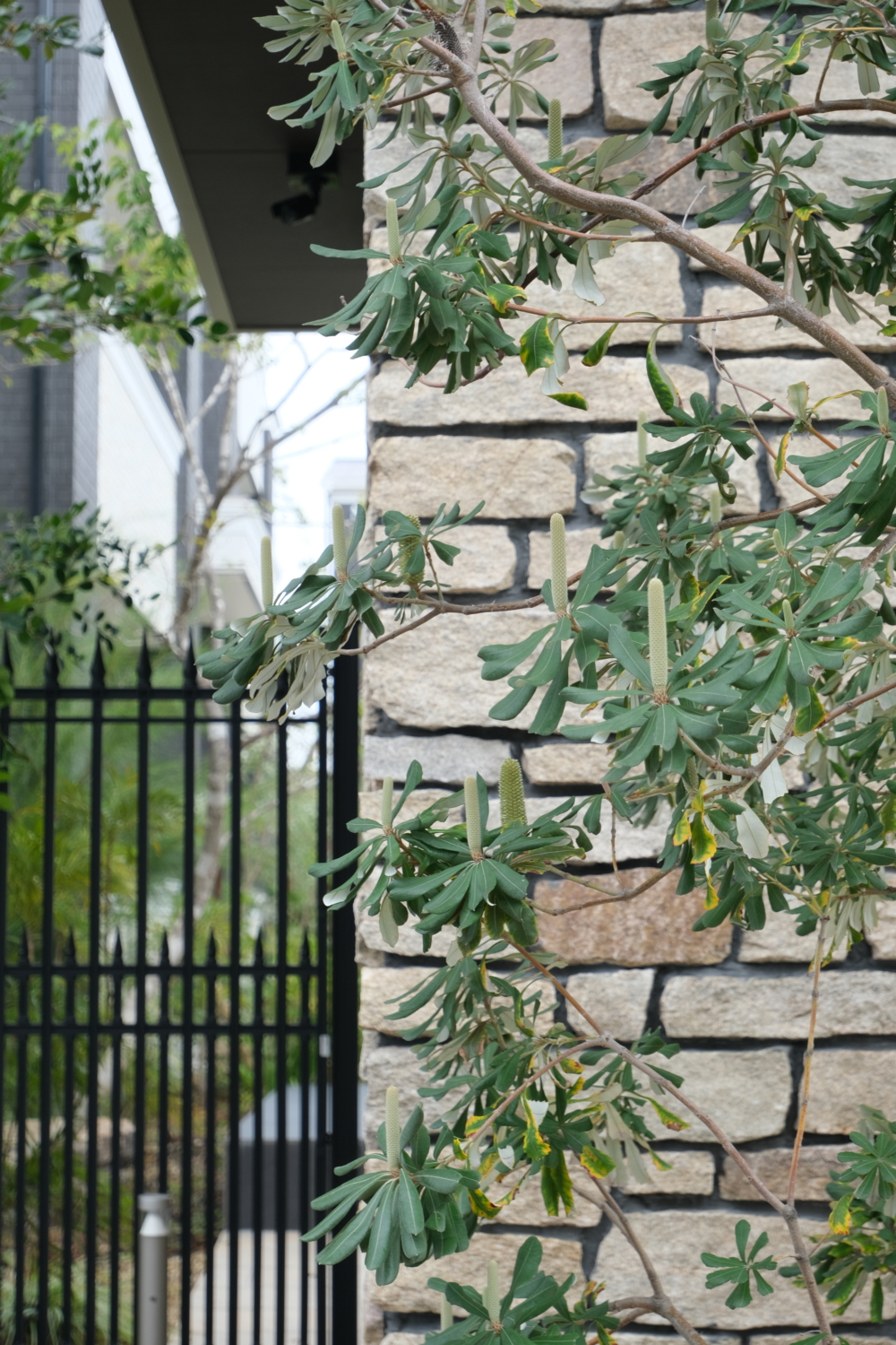 淀川区 Jacaranda Yard Projectのバンクシア