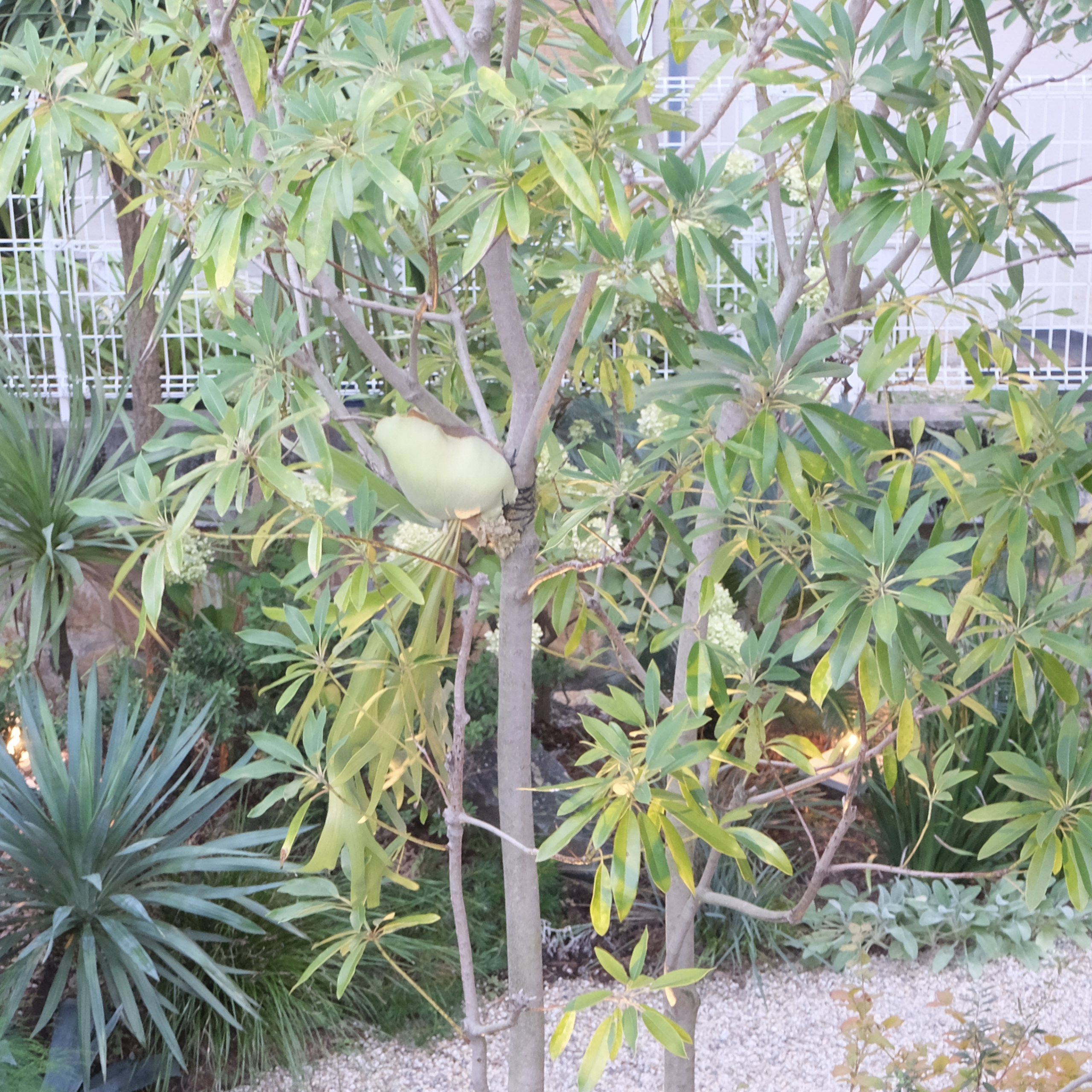 ヒメユズリハ/Daphniphyllum teijsmannii