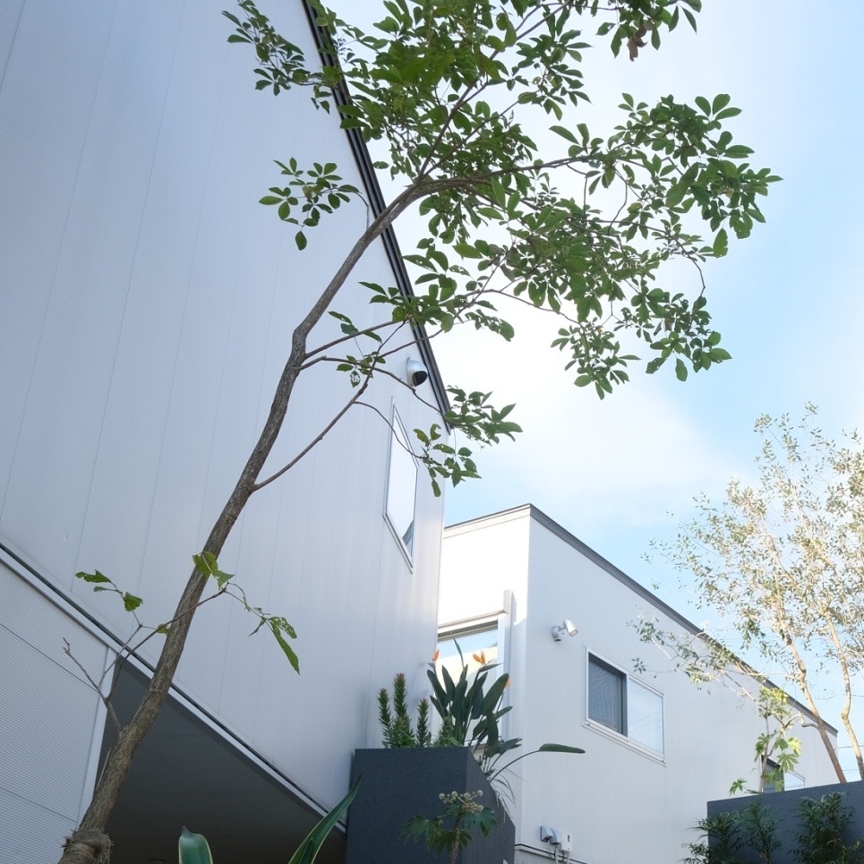 イペ/Tabebuia chrysotricha